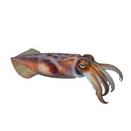 Cuttlefish changing colour