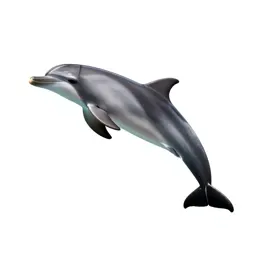 Dolphin mid-leap