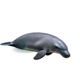 Dugong grazing