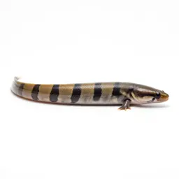 Garden eel