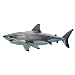 Great white shark