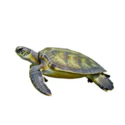 Green sea turtle