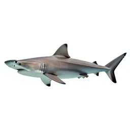 Hammerhead shark