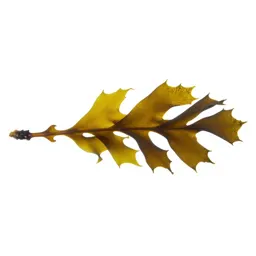 Kelp holdfast