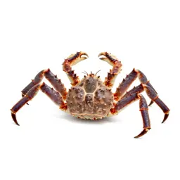 King crab