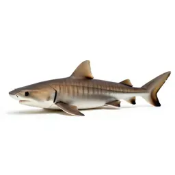 Leopard shark on sand