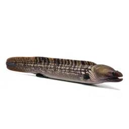 Moray eel
