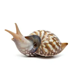 Nautilus