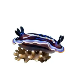 Nudibranch on coral