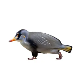 Regal tang