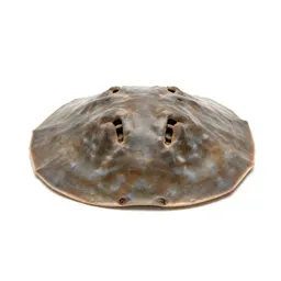Sand dollar burrowing