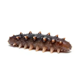 Sea cucumber
