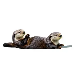 Sea otter floating