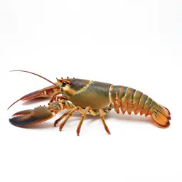 Spiny lobster