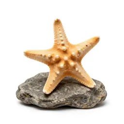 Starfish on rock