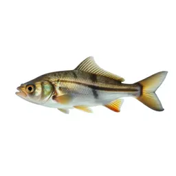 Sunfish