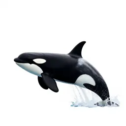 Orca breaching