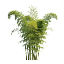 Bamboo grove