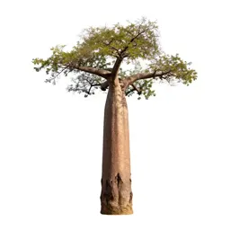 Baobab