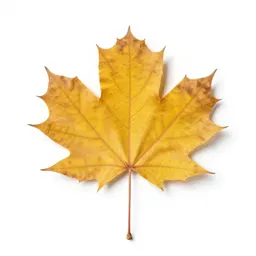 Beech in autumn