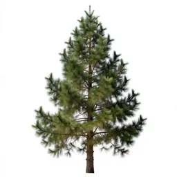 Bristlecone pine