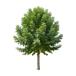 Cabbage tree