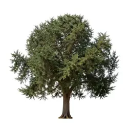 Cedar of Lebanon