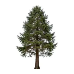 Coastal redwood