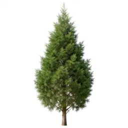 Cypress