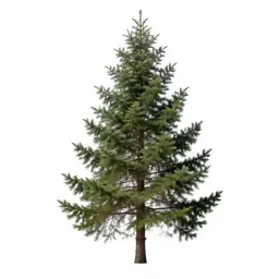 Douglas fir