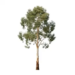 Eucalyptus with peeling bark