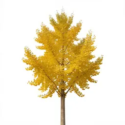 Gingko in autumn