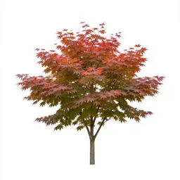 Japanese maple