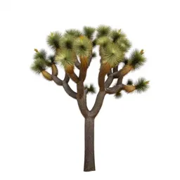 Joshua tree