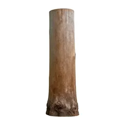 Kauri trunk