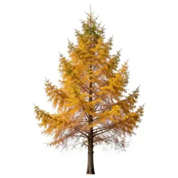Larch in autumn