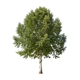 Paperbark tree