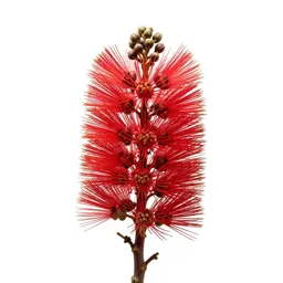 Pohutukawa in flower