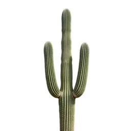 Saguaro cactus