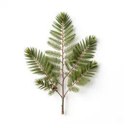 Silver beech
