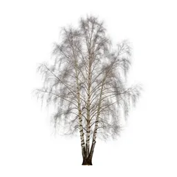 Silver birch stand