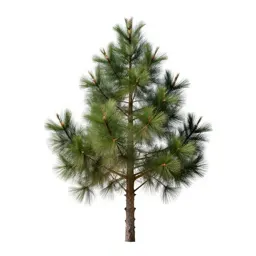 Stone pine