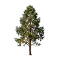 Totara
