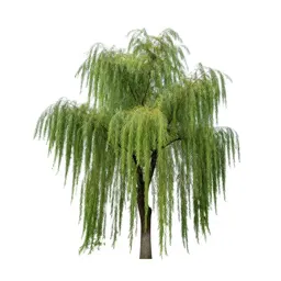 Weeping willow