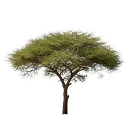 Acacia on savannah