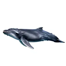 Beaked whale