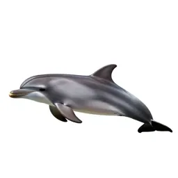 Bottlenose dolphin