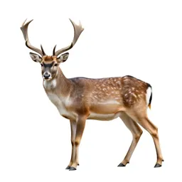 Buck