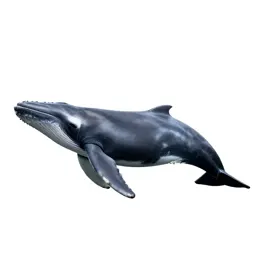 Cetacean