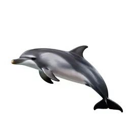 Common dolphin